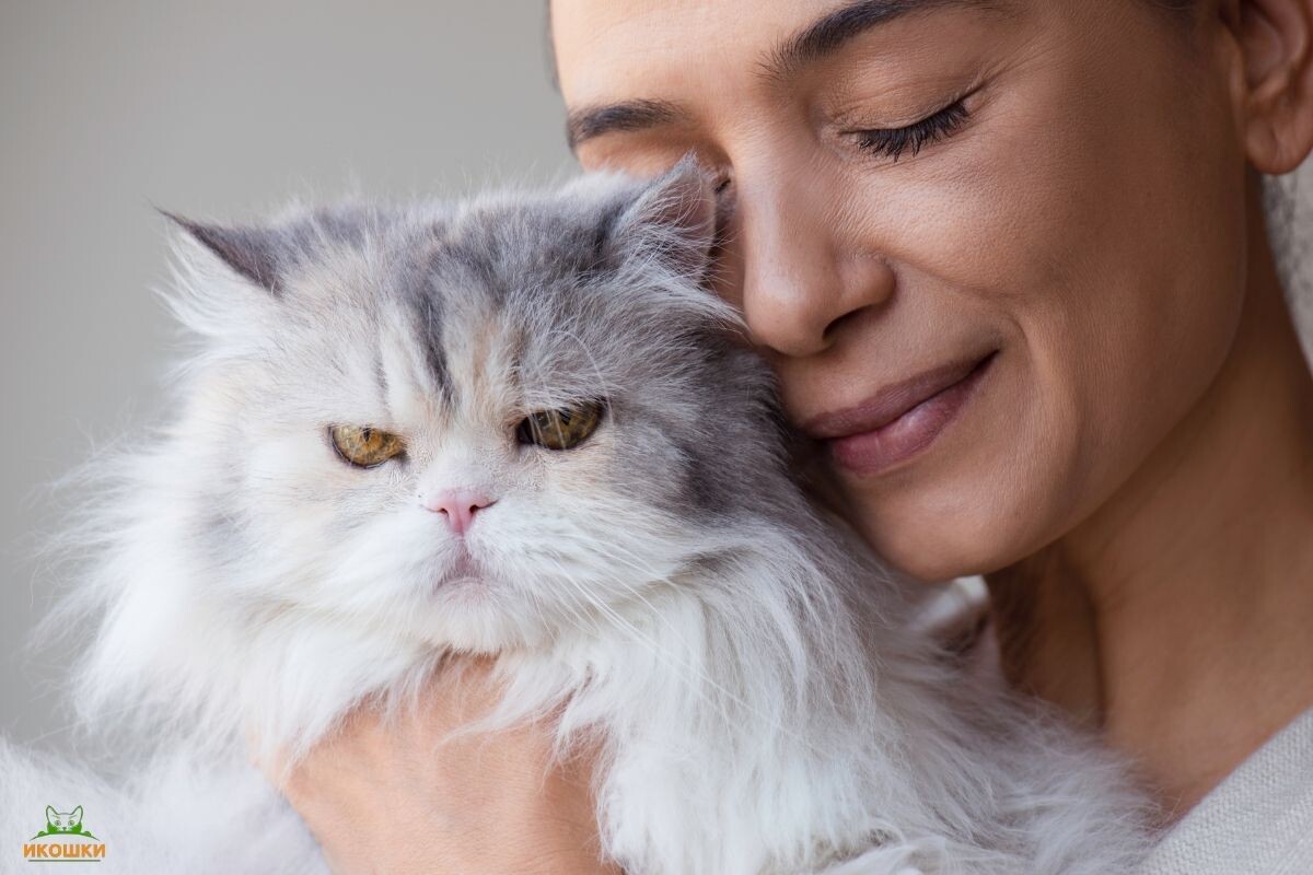Как сказать кошке «Я тебя люблю» 