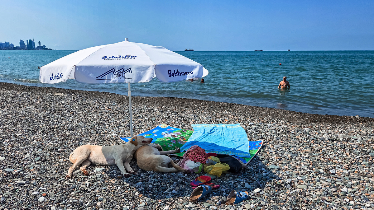 В поселке много бездомных собак. Но они милые и добрые