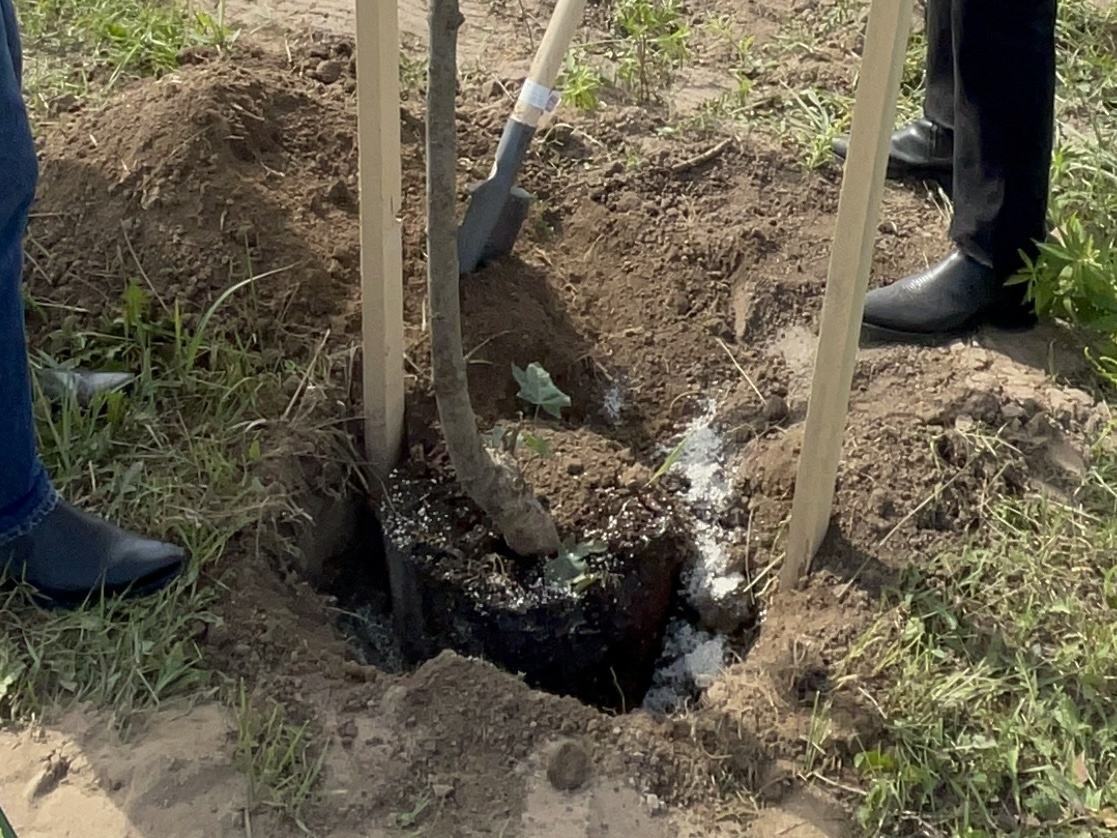 Как подготовить кустарники и деревья в к осенней пересадке