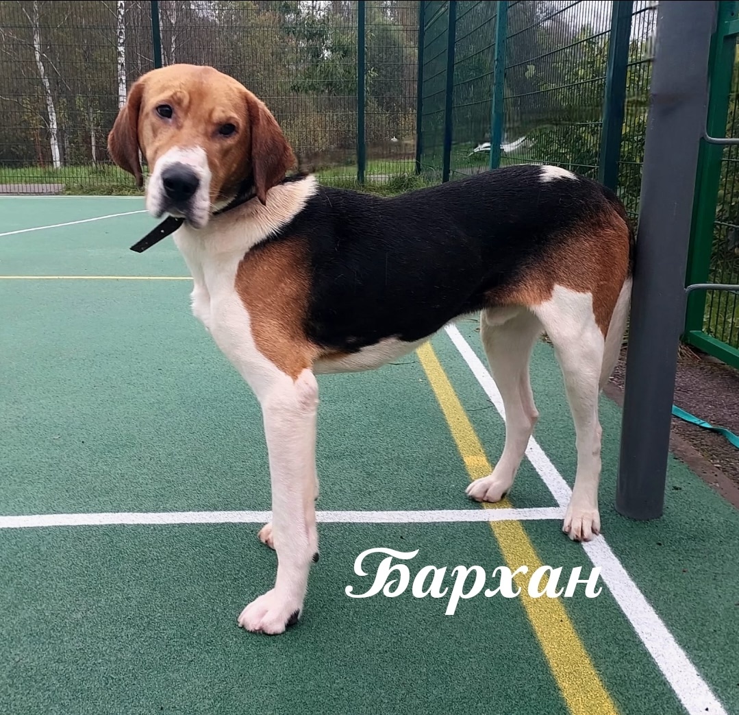 Русская пегая гончая, Бархан