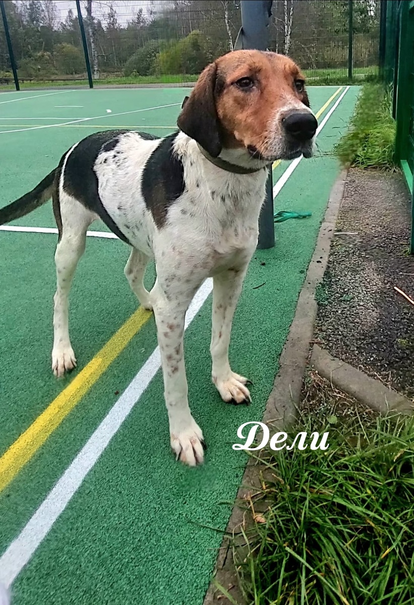 Русская пегая гончая, Дели