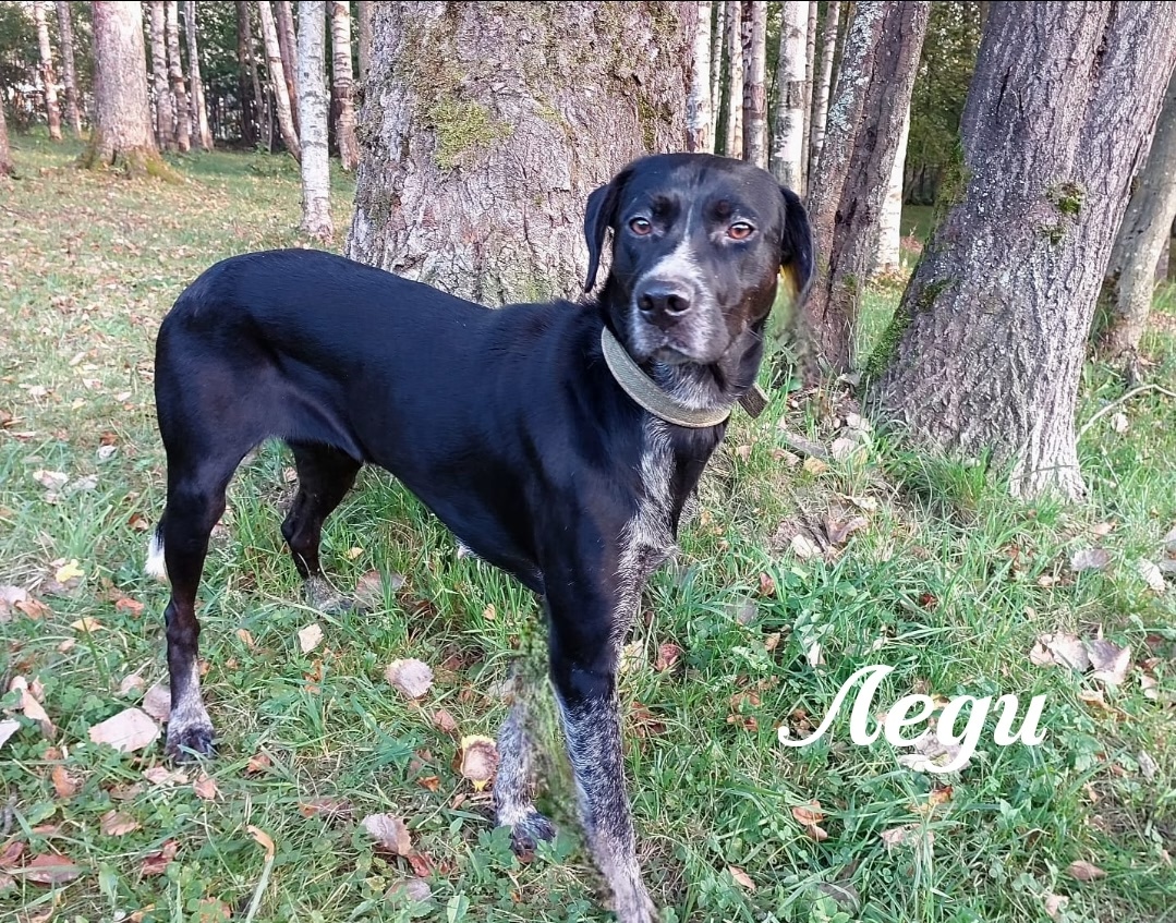 Метис курцхаара, Леди, 2 года