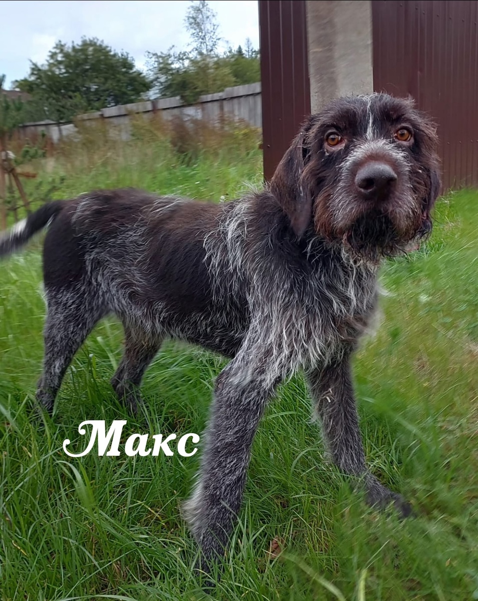 Дратхаар, Макс