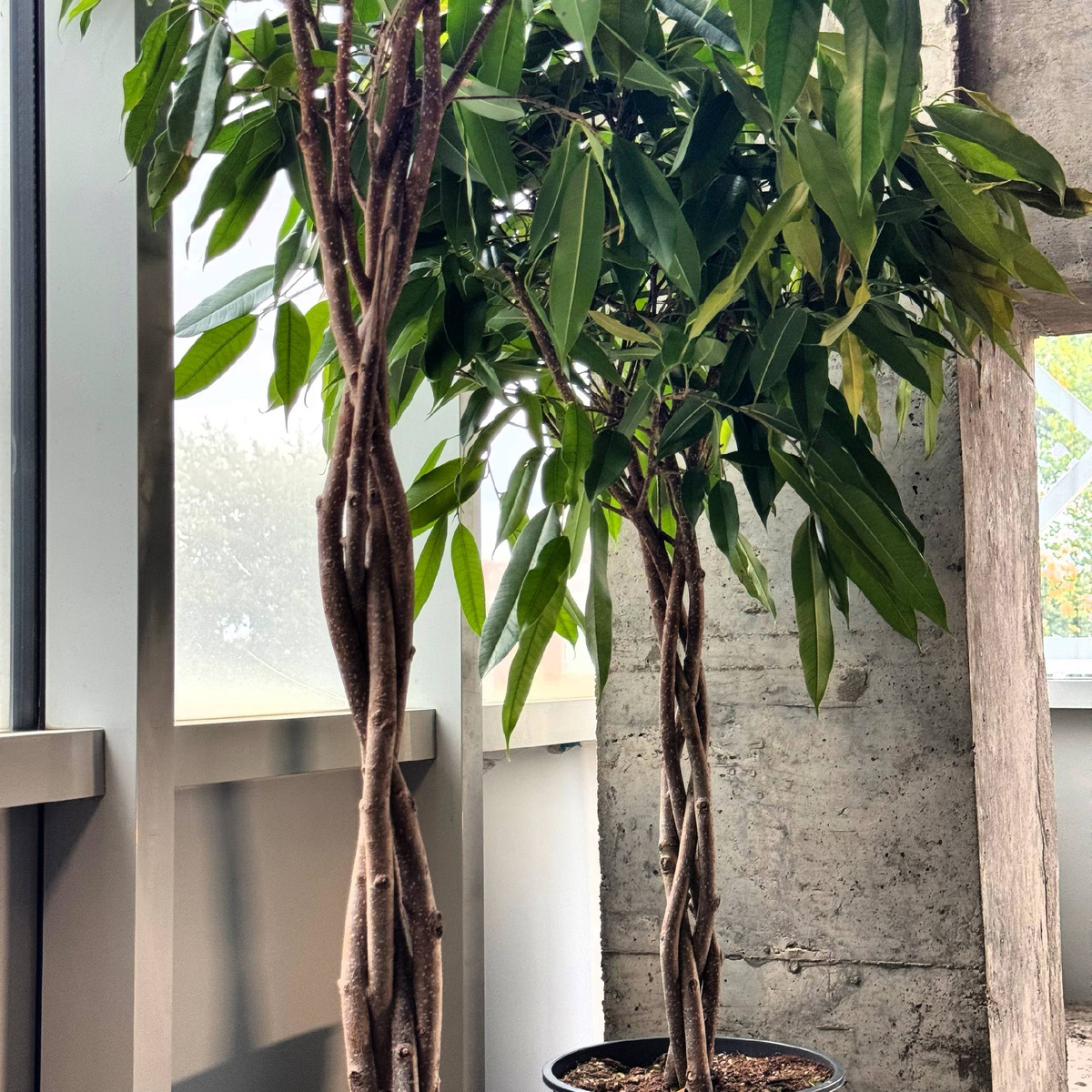 Фикус Амсткл Кинг