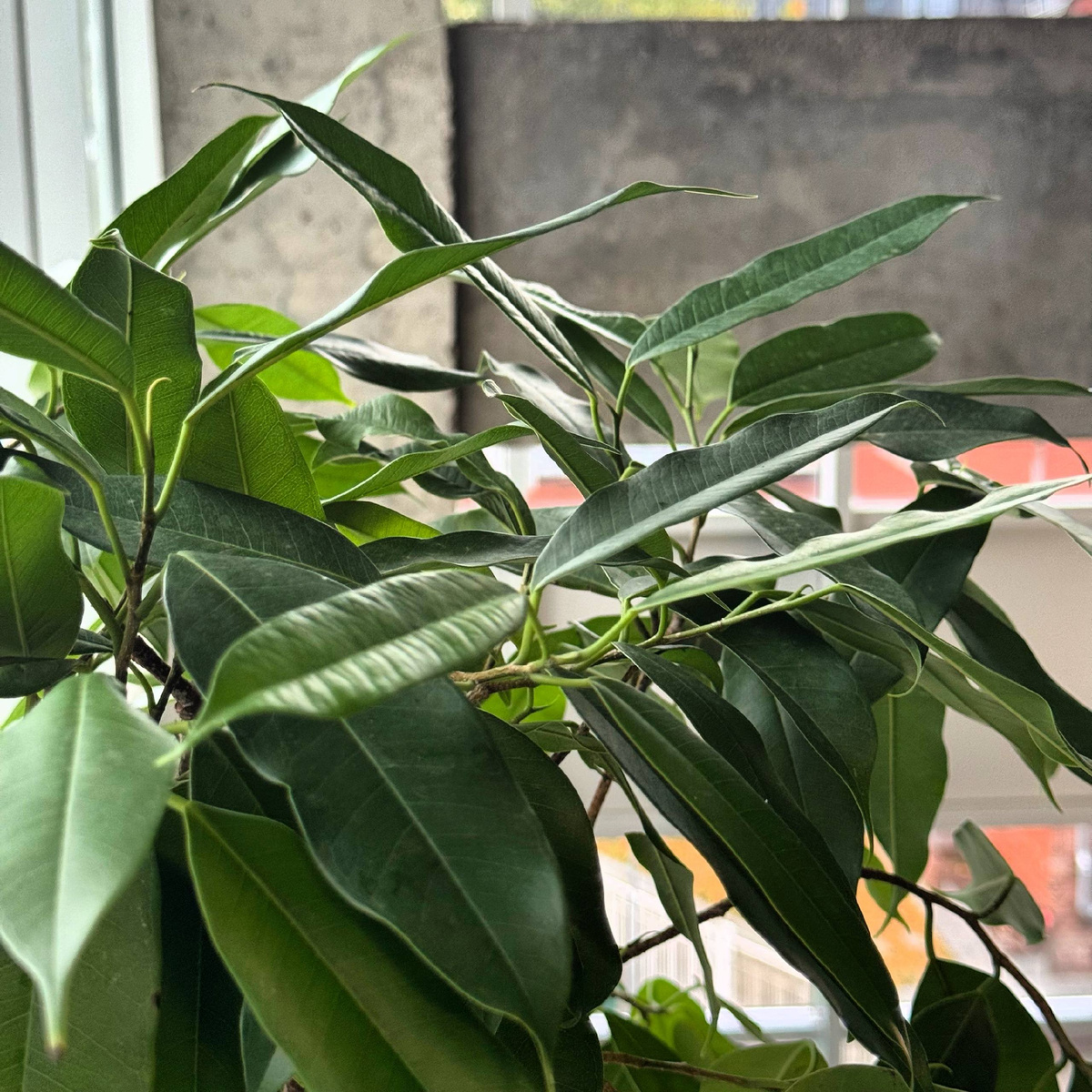 Листья Фикус Амстел Кинг