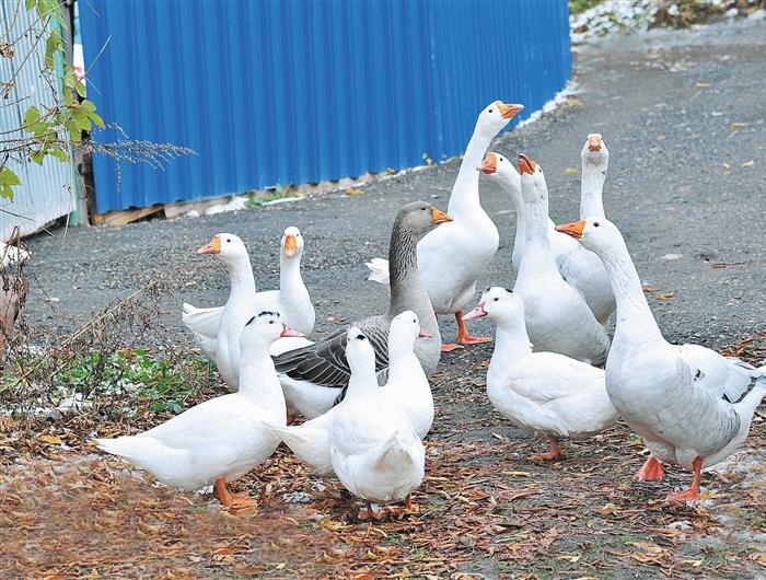 Новые правила содержания птицы: что ждёт фермеров и крупные птицеводческие хозяйства