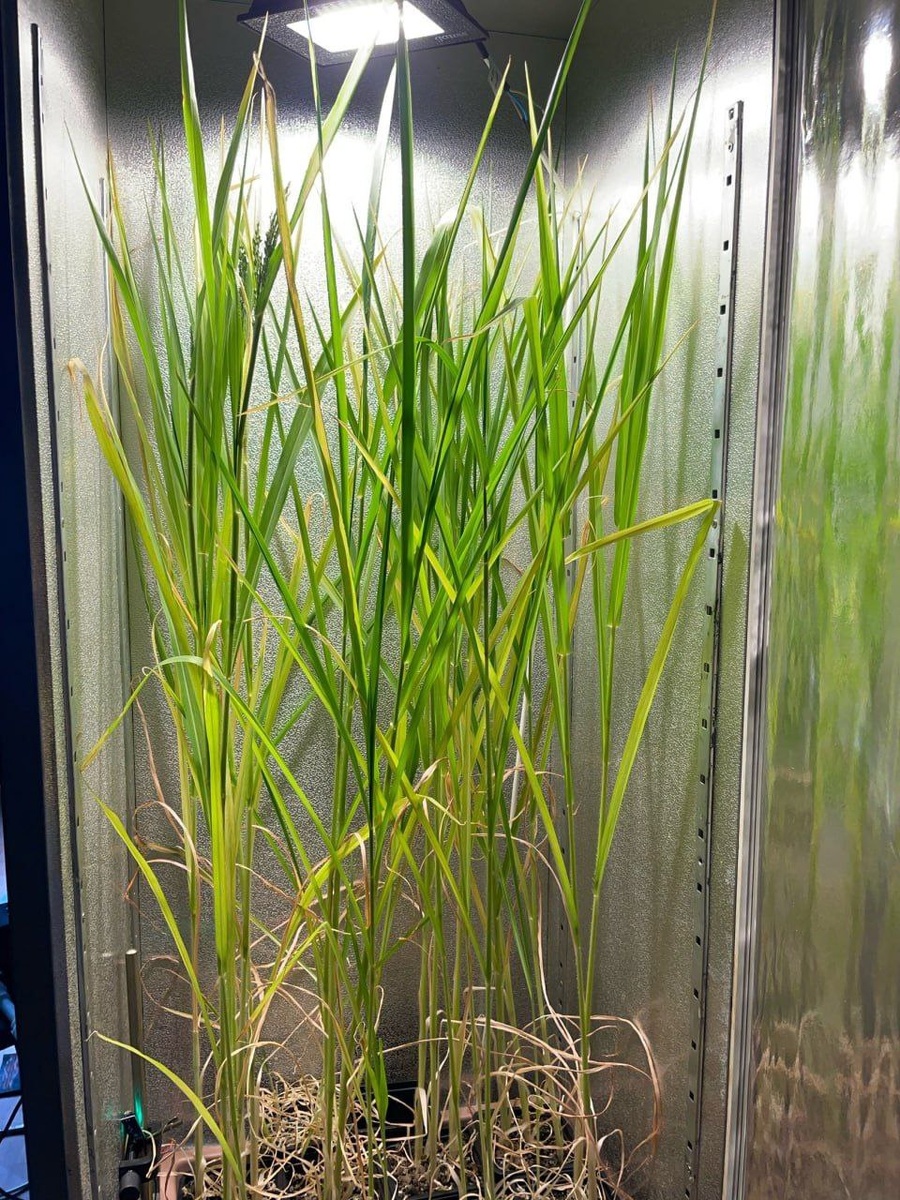 Эксперимент в установке «ЭХО» с гипергравитацией просо. Архив БГТУ «ВОЕНМЕХ» им. Д.Ф. Устинова