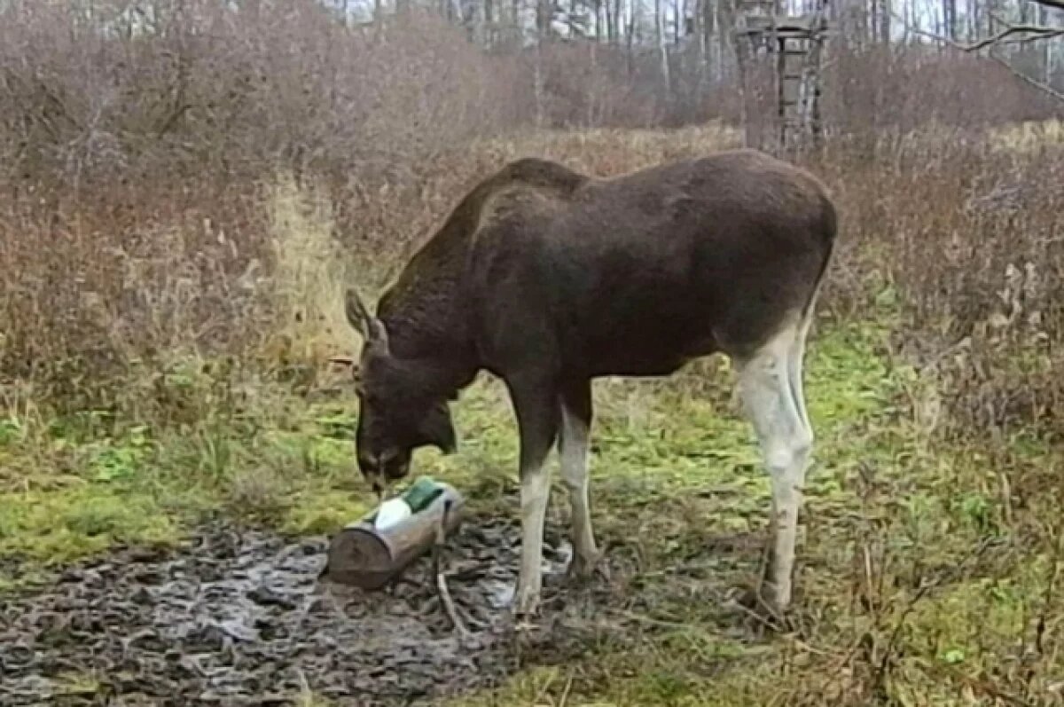    В Калужской области временно запретили охотиться