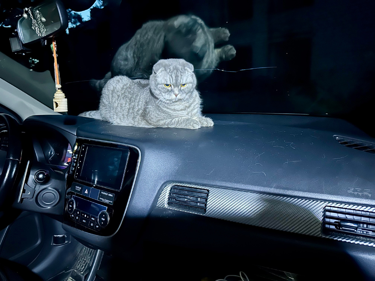 Кот путешественник.