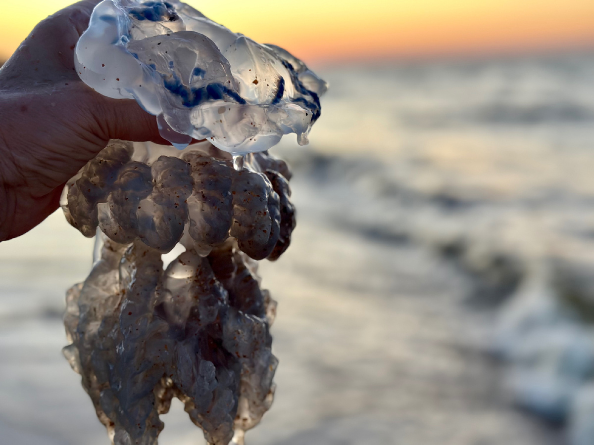 Медуза с Азовского.