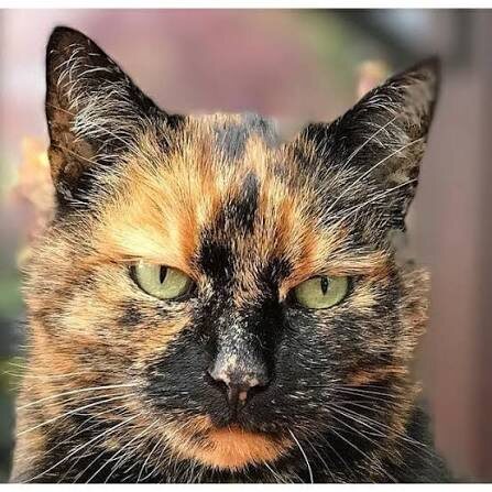 Фото из Интернета. 