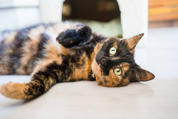 Фото из Интернета. 