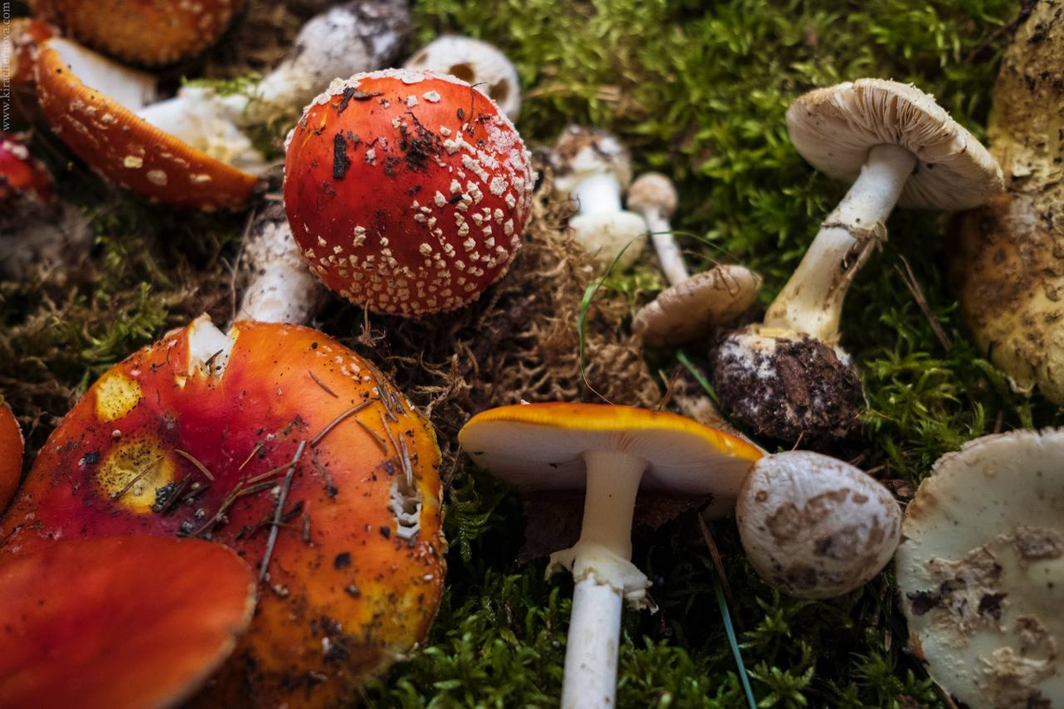 Фото: Ботанический сад Петра Великого 