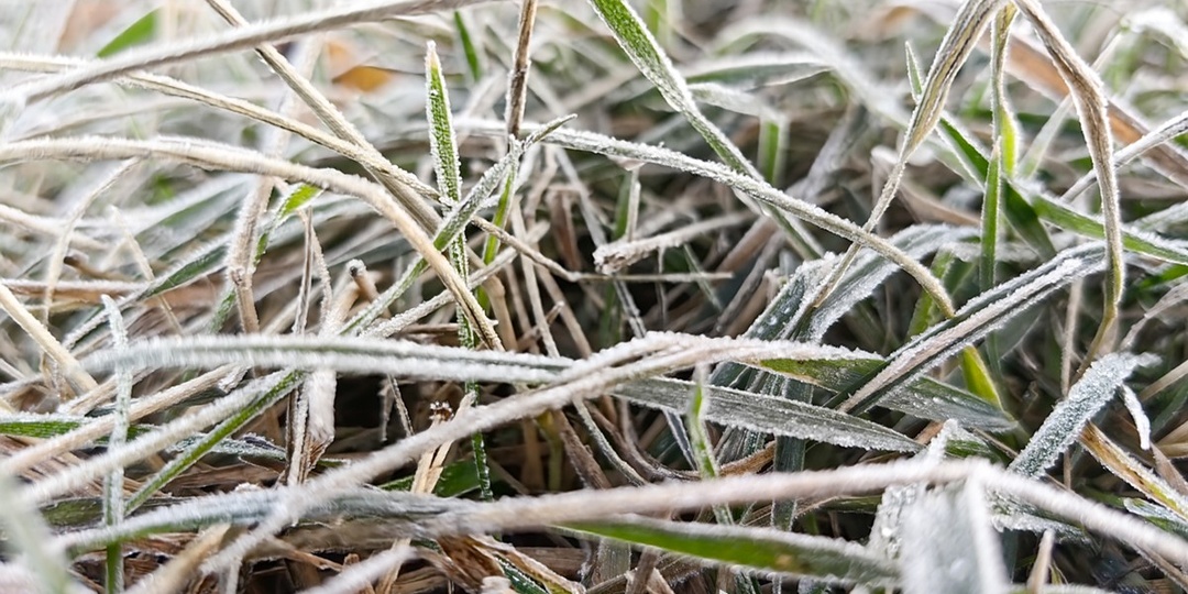 Заморозки до минус 4 градусов ожидаются в Москве в последнюю ночь сентября