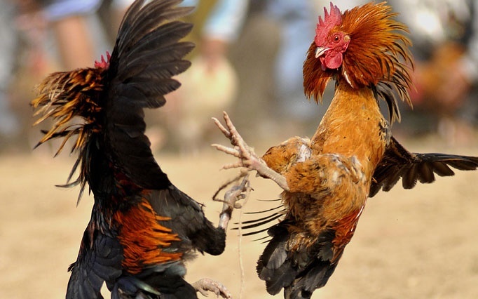 Куриные баталии