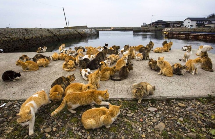 Коты японских островов