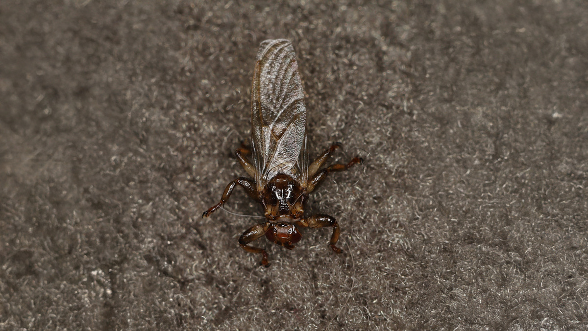   gbohne / Wikimedia Spices (CC BY-SA 2.0)