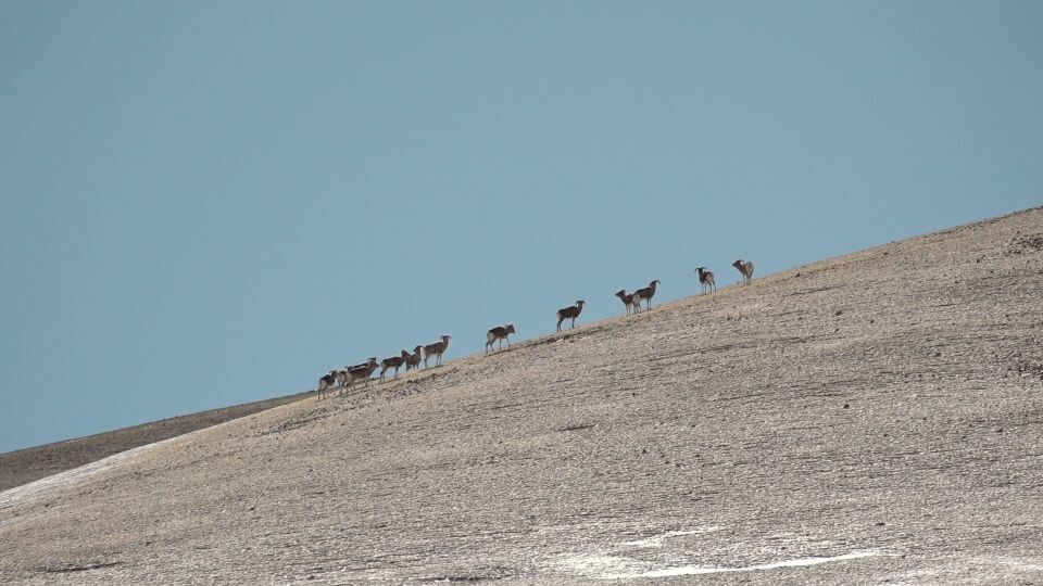    Кош-Агачский район. Источник: "Толк"