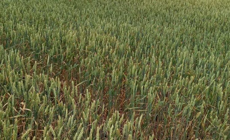    Фото: Служба по связям с общественностью филиала «Донецкий» Российского сельскохозяйственного центра