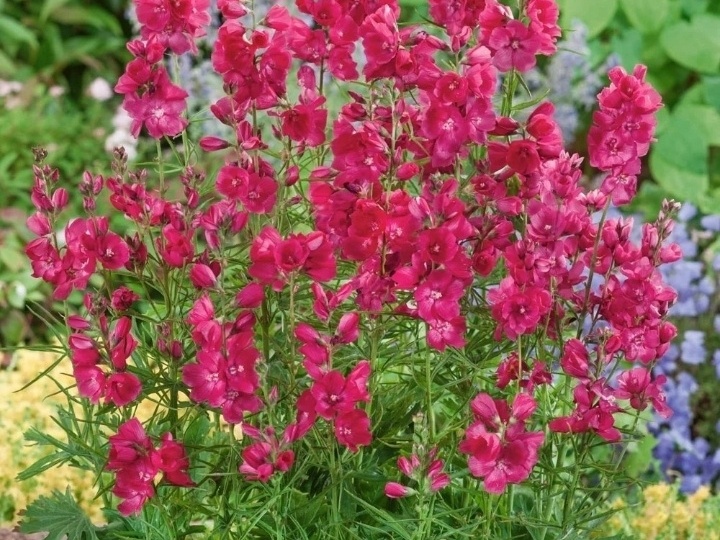 Сидальцея - многолетняя красавица в вашем саду