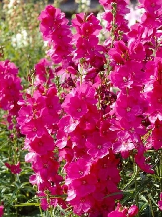 Сидальцея. Источник фото ВК