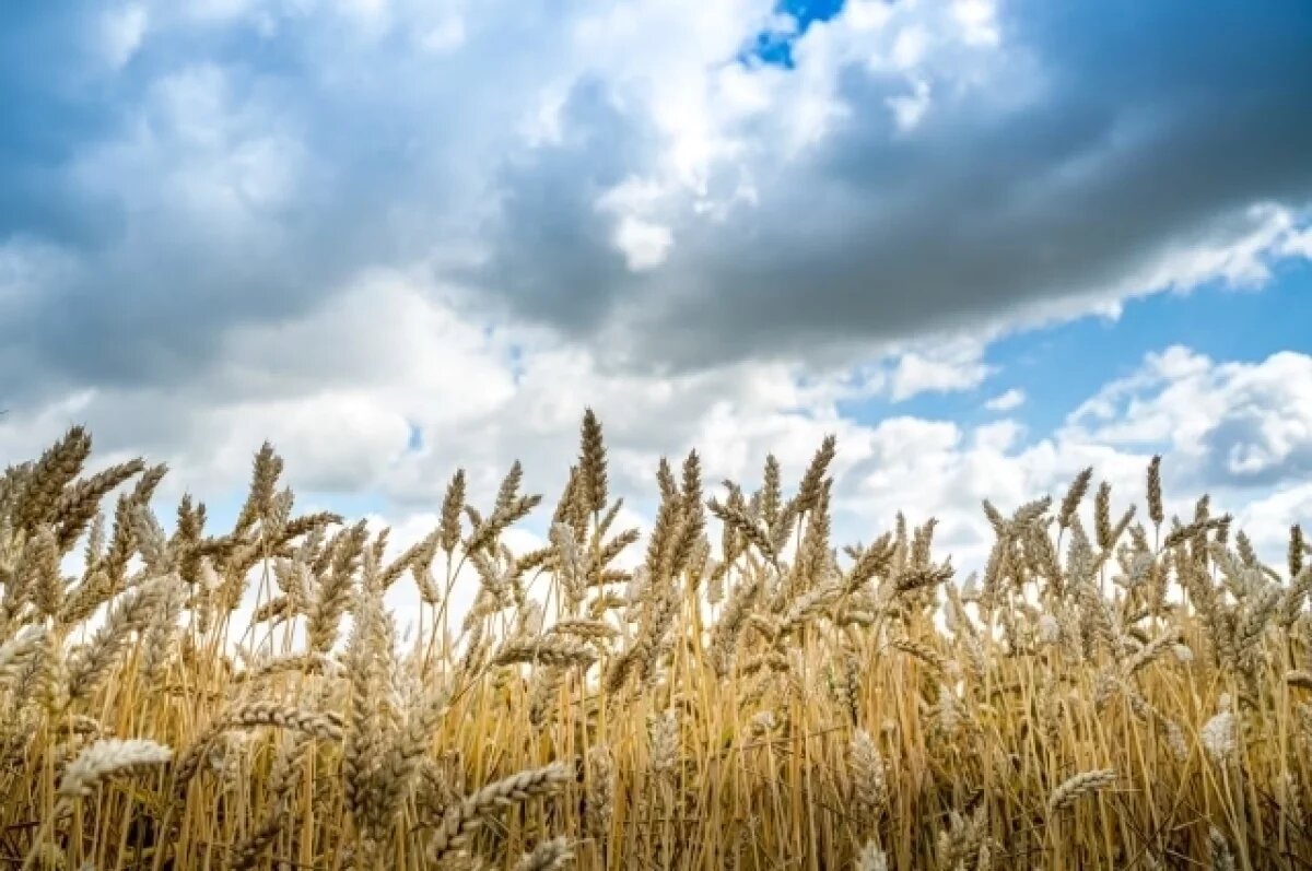    В Кузнецком районе под Пензой нашли нарушения при использовании пестицидов