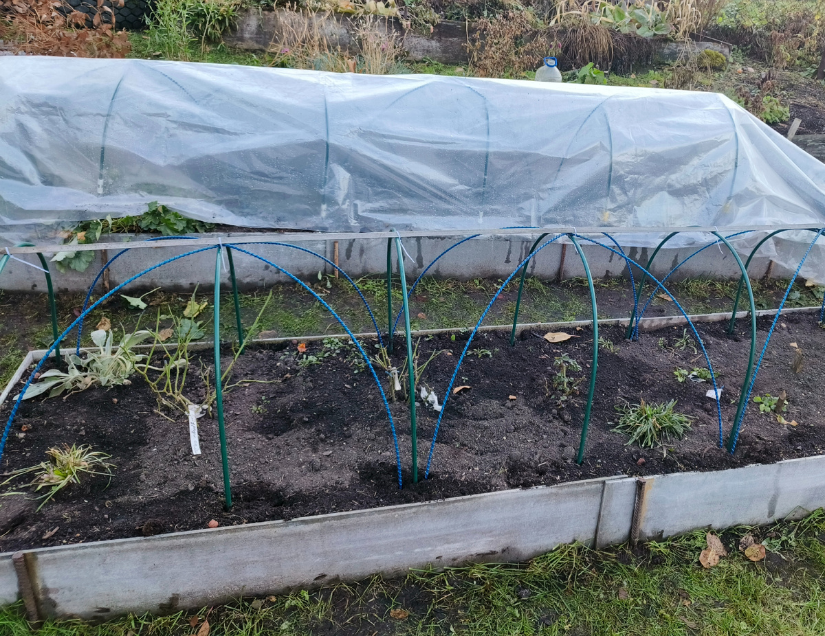 7 октября 2024 года. Обрезала и сразу натянула пленку перед дождями. Торцы открыты.