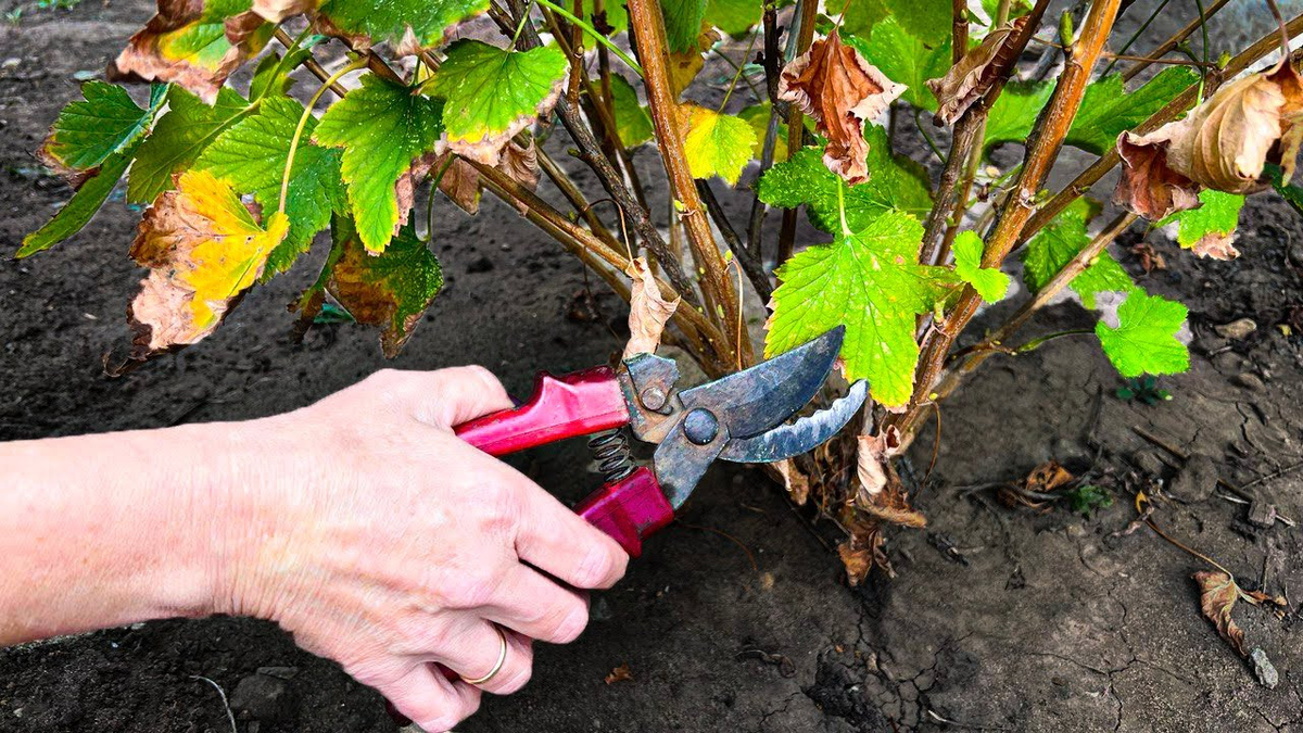 источник: https://i.ytimg.com/vi/P_jQx9N-fpk/maxresdefault.jpg