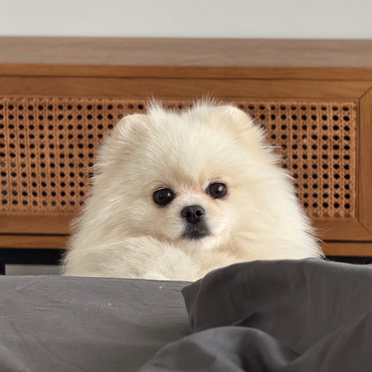 Однажды Касси съела лист денежного дерева…минус пол зарплаты!