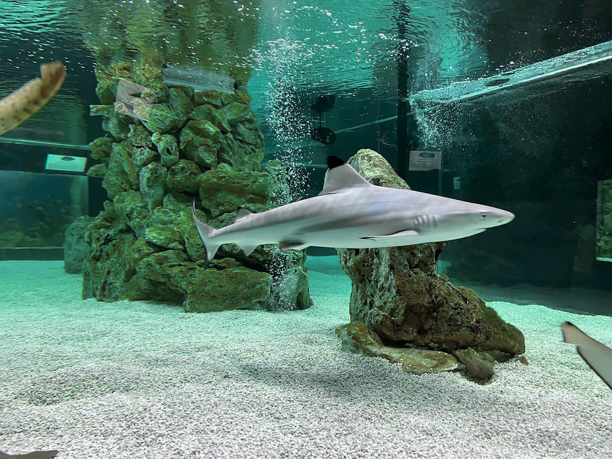 Акула в океанариуме Ялты // Туристический портал Республики Крым