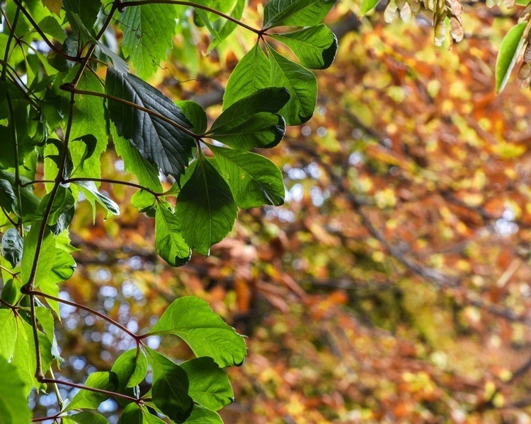     Ночью 26 сентября в Курской области ожидаются заморозки