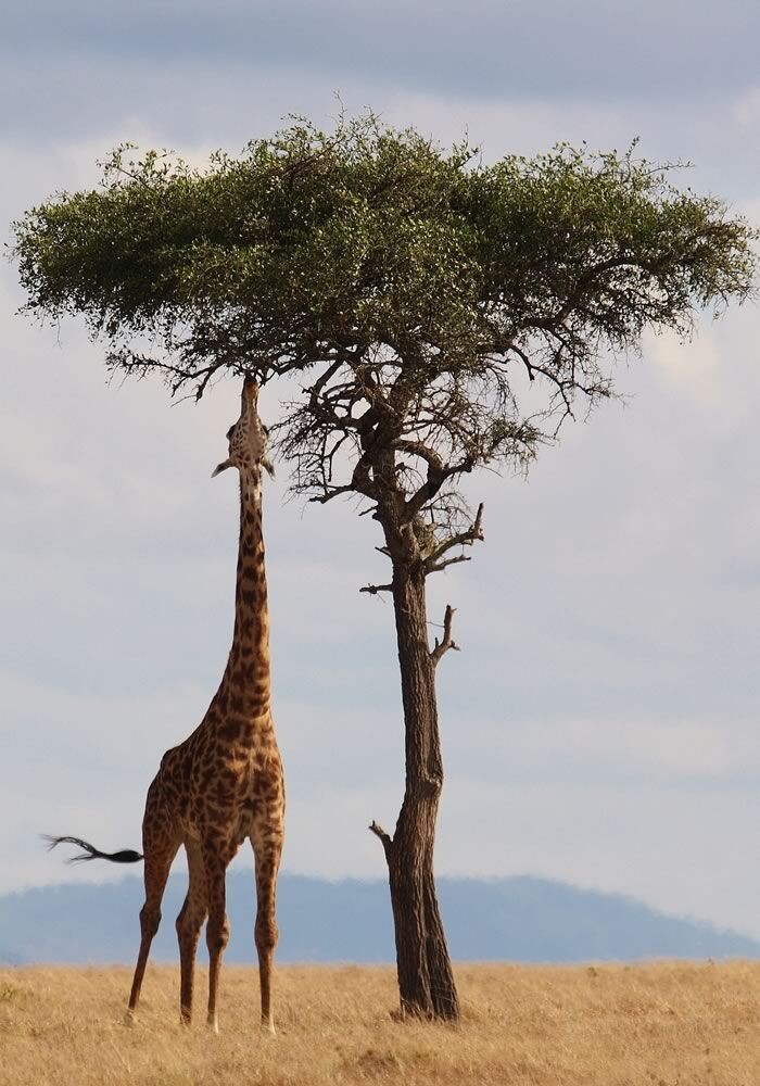 всегда есть куда тянуться  