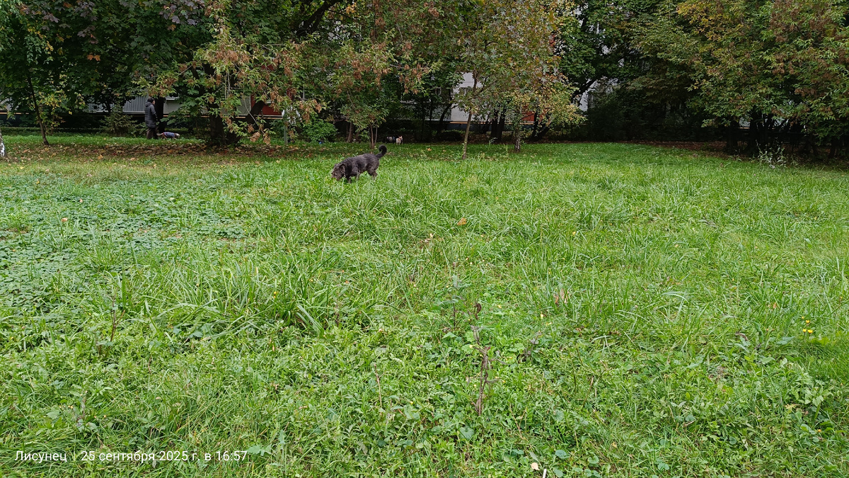 Фото автора. Прогулка с собакой.