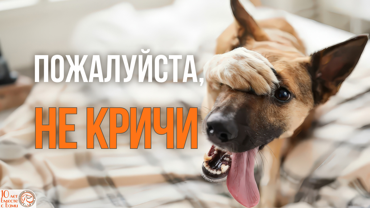 Пожалуйста, не кричи... | Собака прикрывает лапой глаза от стыда или страха | Изображение: DogSelf