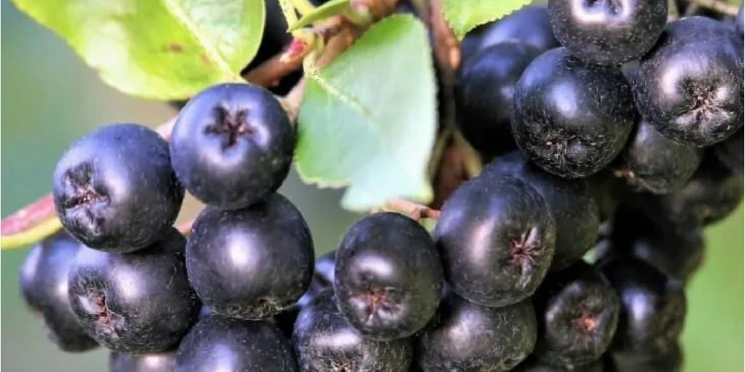 Арония черноплодная: как наслаждаться ее вкусом и не навредить здоровью