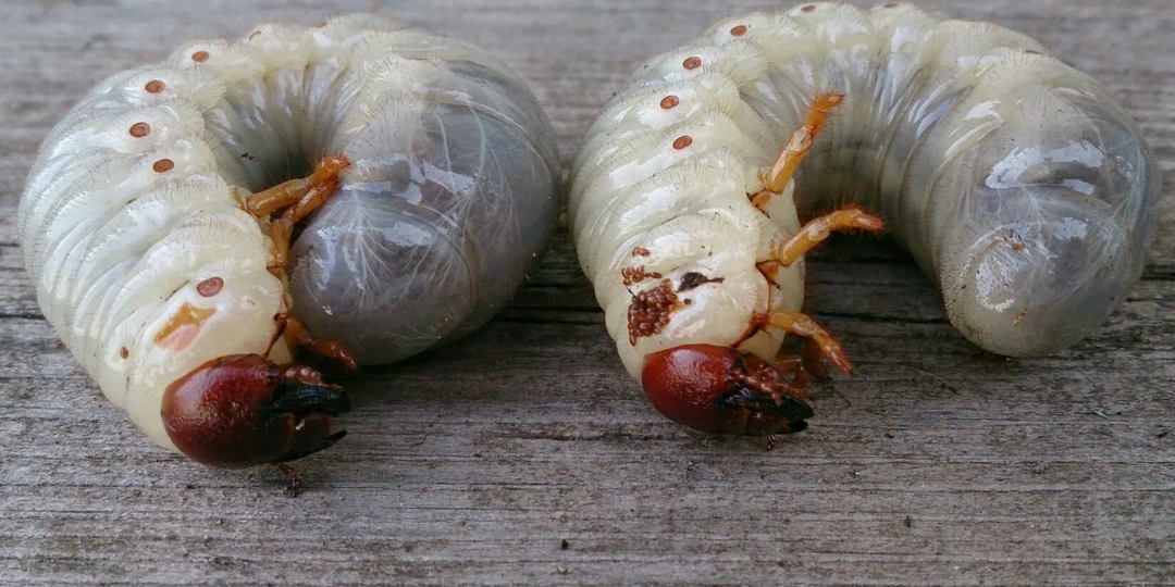 Хрущ съедает ваш урожай? Осенний удар по вредителю — до весны он не оправится!