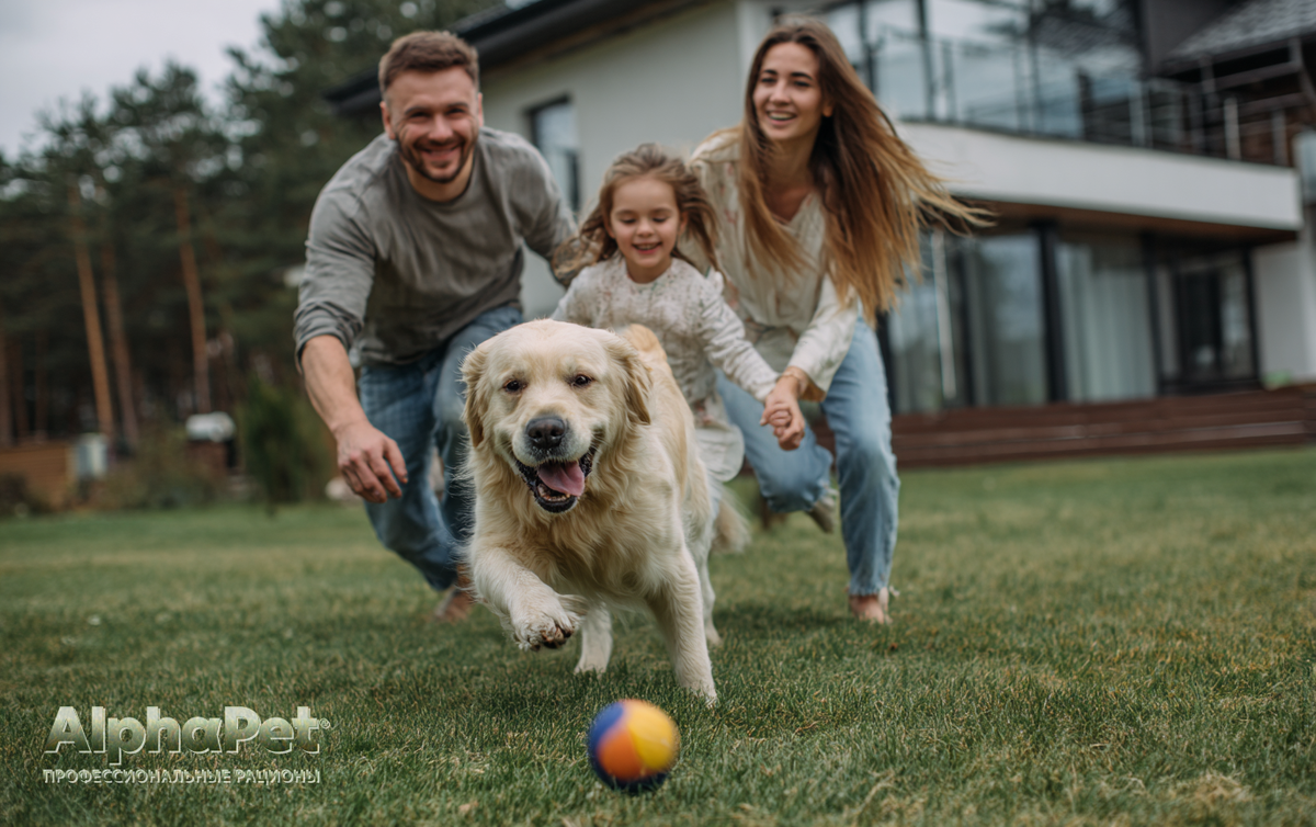 Когда в этом «мегаполисе» все спокойно, ваш питомец весел, энергичен и радуется жизни. / Изображение: AlphaPet