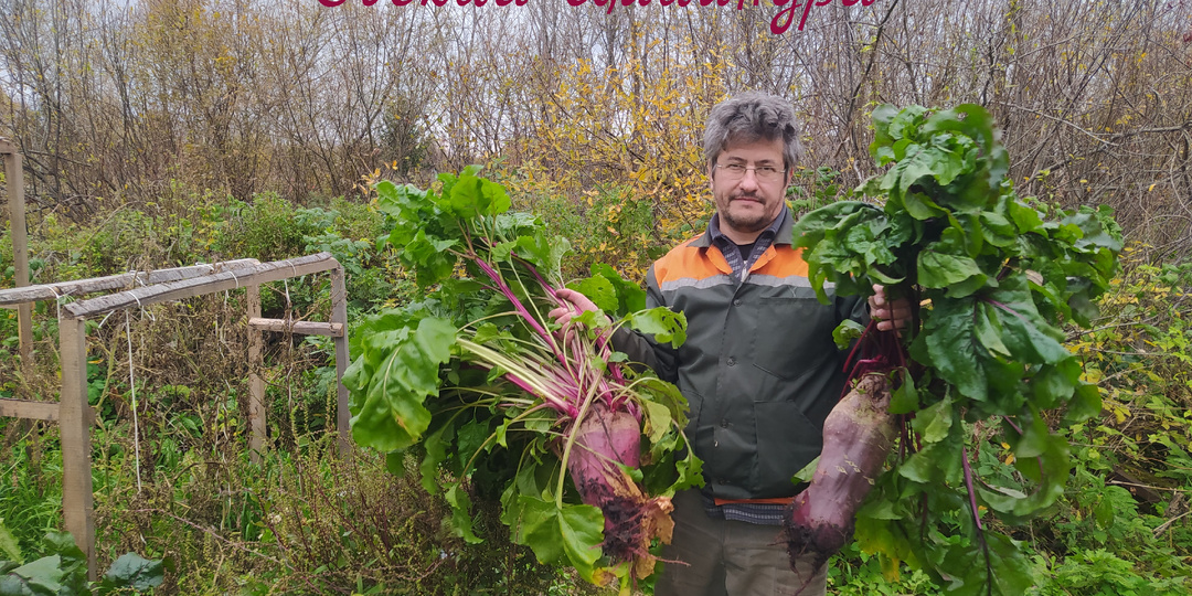 Свекла Цилиндра