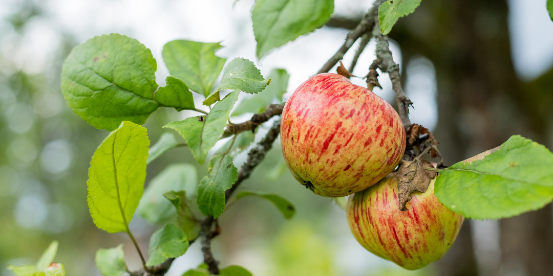 Календарь подкормок для плодовых деревьев перед зимой