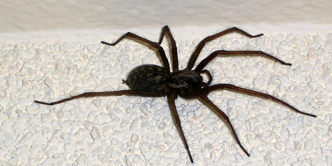 Тегенария. Может ли сделать "кусь" паук домовый, почему у вас поселился, и чем полезен помимо эффектной тени на обоях