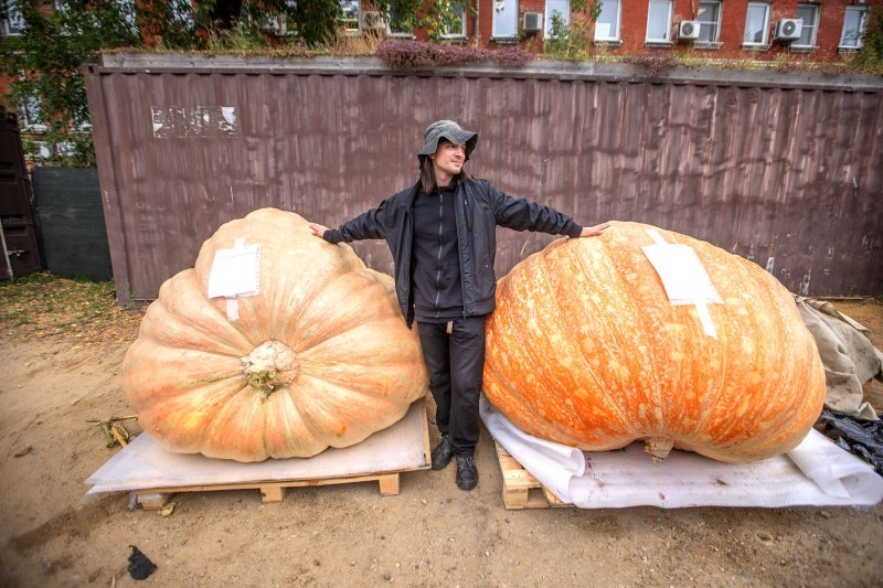 Александр Чусов растил тыквы "вульф" (слева) и "кисамора" (справа) около полугода.