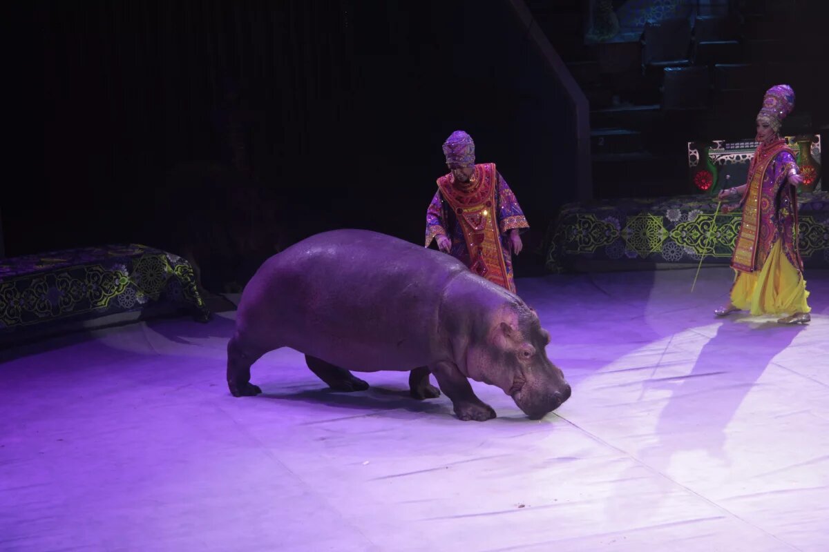    В Омской области будут лучше следить за тем, как содержат животных в цирке