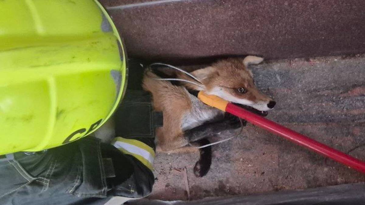    Фото: Telegram / Спасатели СпасРезерв