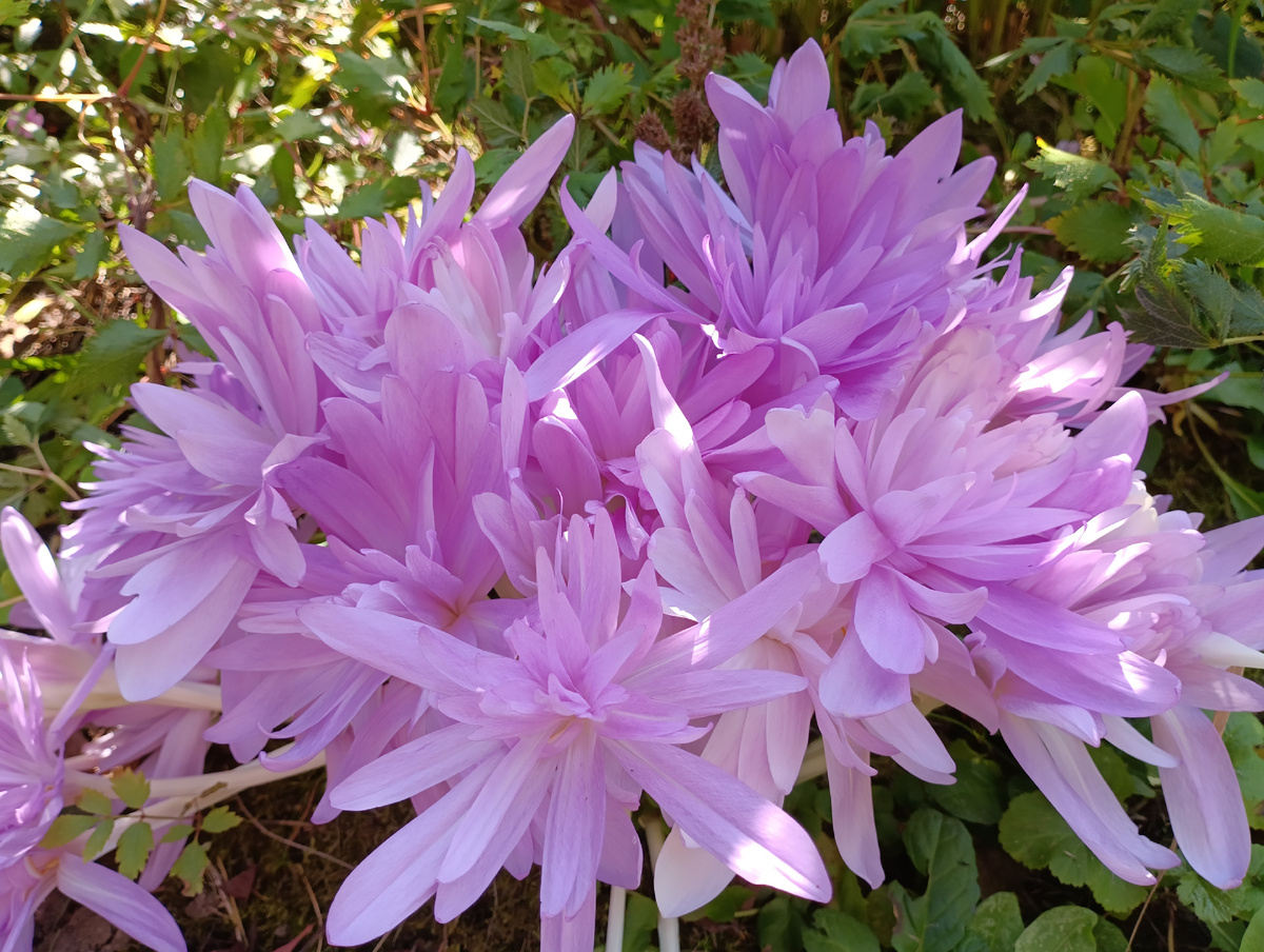 Безвременник Ватерлили (Colchicum Waterlily)