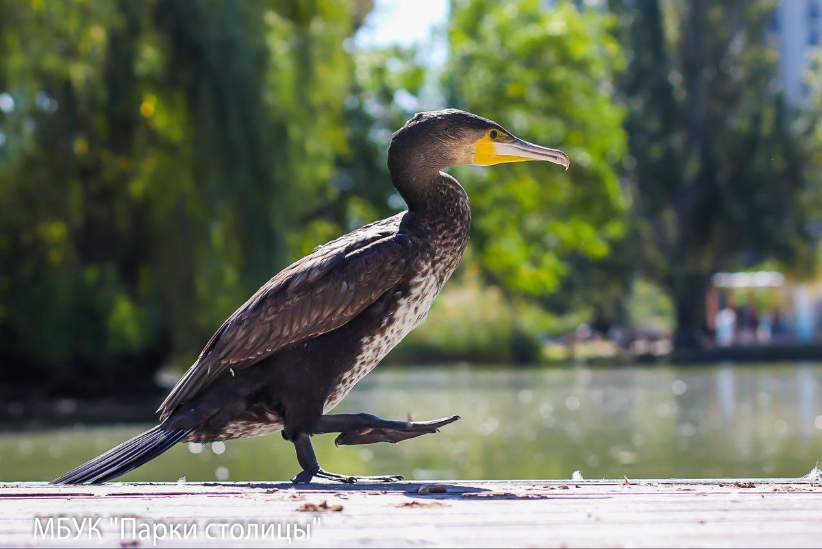 Фото: МБУК "Парки столицы"