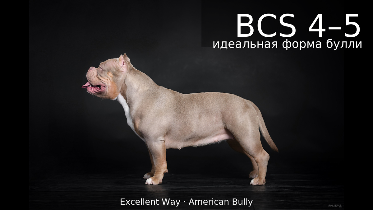 Американский булли Лейла. Форма обусловлена не только прекрасной генетикой, но и правильным дог-фитнесом и рациональным сбалансированным питанием 