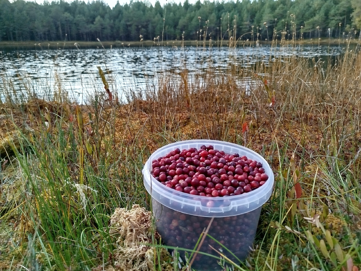 Клюква на болоте