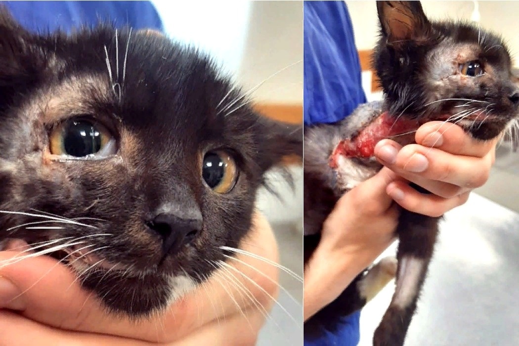    Фото: сообщество Приют для травмированных животных "Клякса"