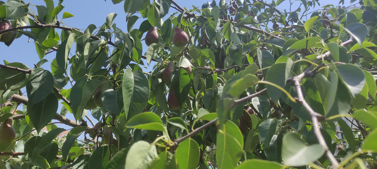 Талгарская красавица в нашем дворе