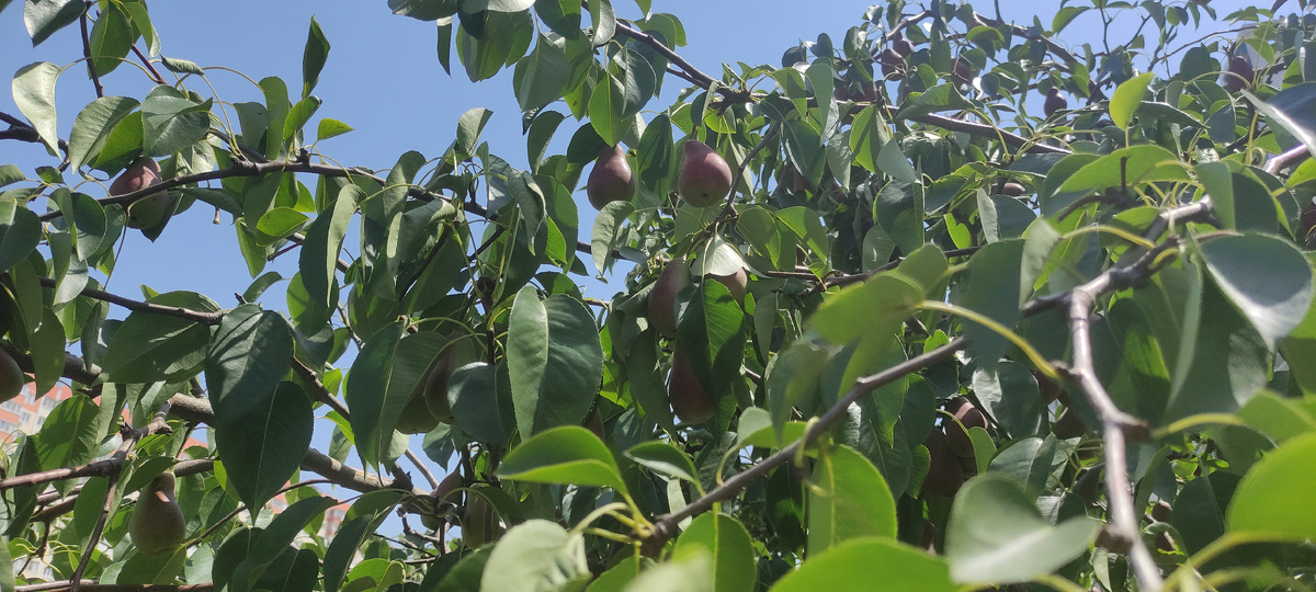 Талгарская красавица в нашем дворе